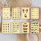 Scrap Paper 7,4 x 10,5 - Vintage Insects - 1 - Plan & Plot Studio - Tidformera