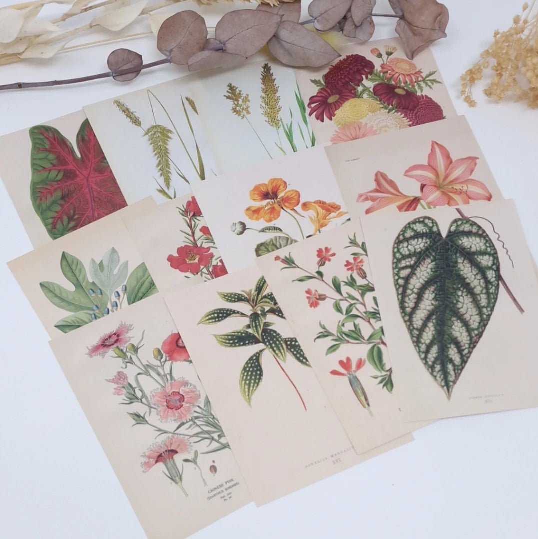 Ephemera Paper 7,4 x 10,5 - Botanicals - 6 - Plan & Plot Studio - Tidformera