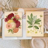Ephemera Paper 7,4 x 10,5 - Botanicals - 2 - Plan & Plot Studio - Tidformera