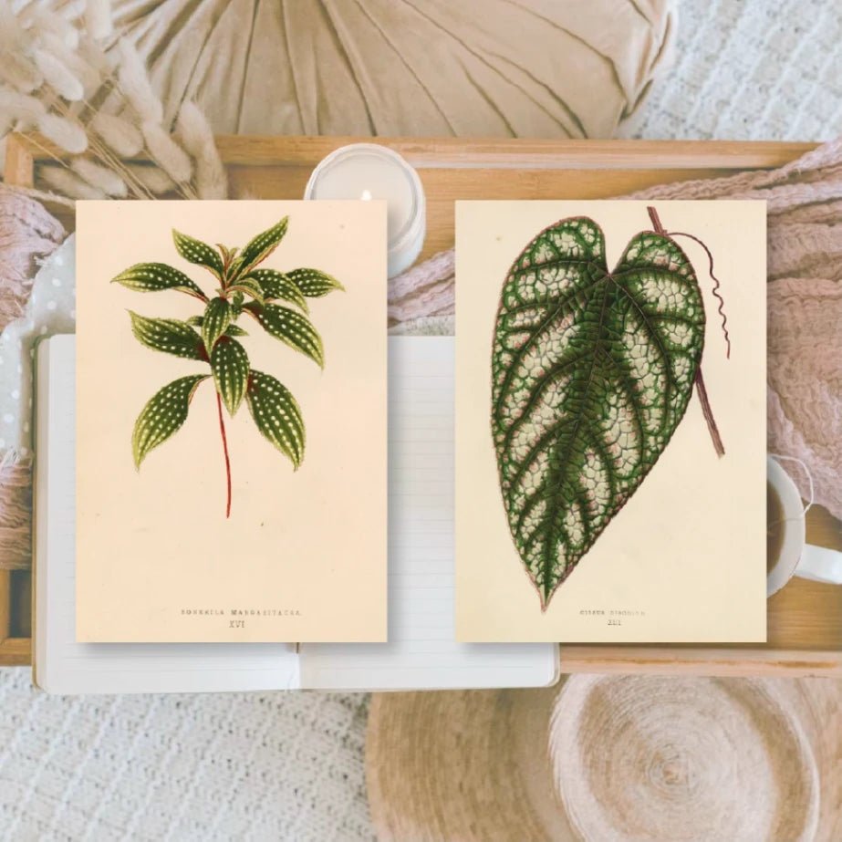 Ephemera Paper 7,4 x 10,5 - Botanicals - 5 - Plan & Plot Studio - Tidformera