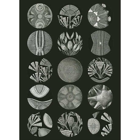 Pepin Labels, stickers & tape Sticker book - Art forms in nature - 4 - Pepin Press - Tidformera