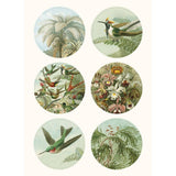 Pepin Labels, stickers & tape Sticker book - Art forms in nature - 7 - Pepin Press - Tidformera
