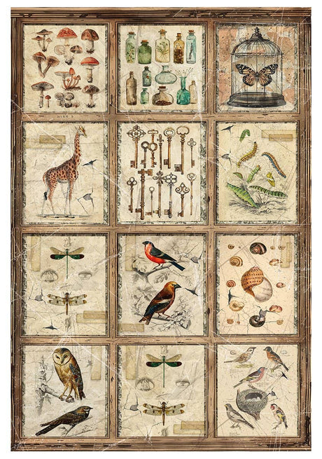 Rice Paper Art set - A4 - 4 - pack - Cabinet of Curiosities - 3 - Ciao Bella - Tidformera