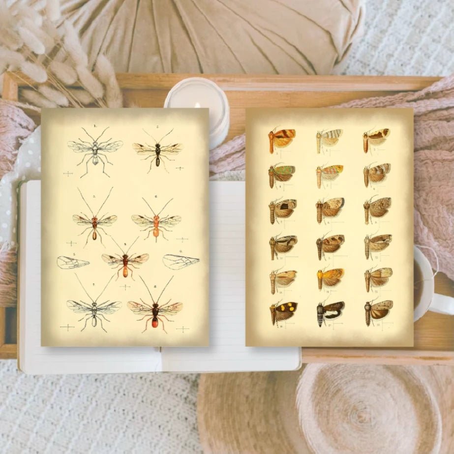 Scrap Paper 7,4 x 10,5 - Vintage Insects - 4 - Plan & Plot Studio - Tidformera