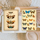 Scrap Paper 7,4 x 10,5 - Vintage Insects - 3 - Plan & Plot Studio - Tidformera