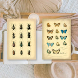 Scrap Paper 7,4 x 10,5 - Vintage Insects - 2 - Plan & Plot Studio - Tidformera
