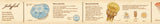 Washi Tape Encyclopedia - Jellyfish - 3 - MT masking tape - Tidformera